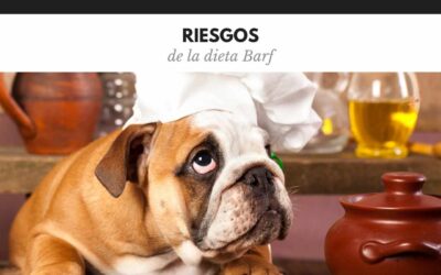 Bulldog Ingles 57 Los principales riesgos de la dieta BARF