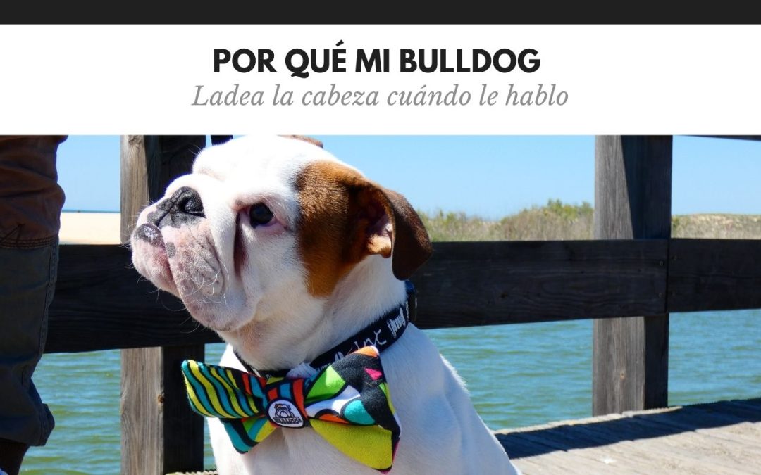 Salud Bulldog Inglés 13 Porque mi Bulldog ladea la cabeza cuando le hablo