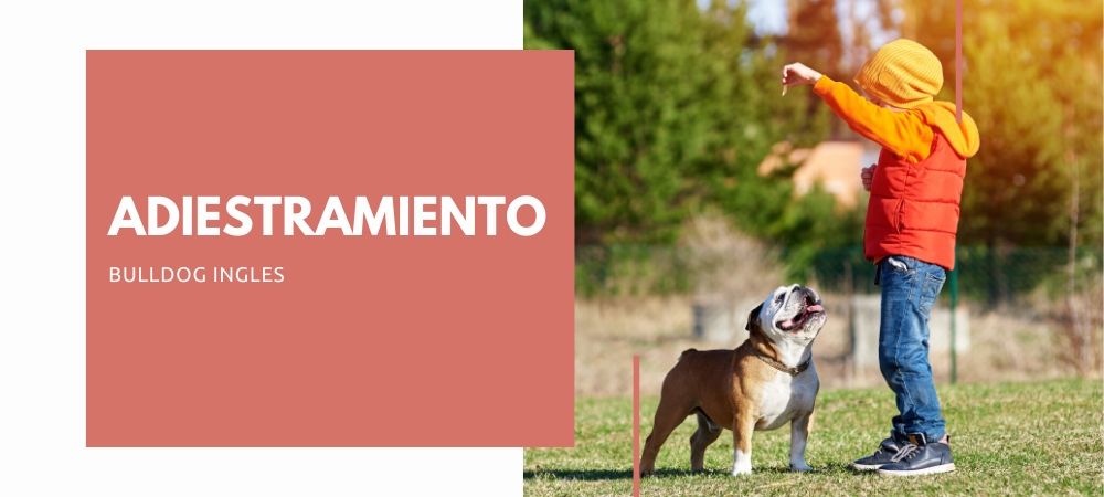 ADIESTRAMIENTO DEL BULLDOG INGLES