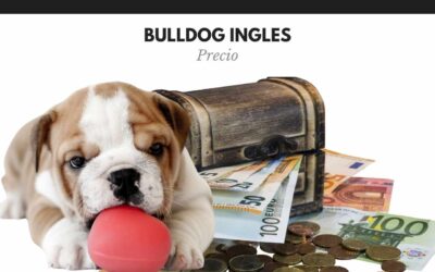 Bulldog Ingles 6 Bulldog inglés precio: ¿Cuánto cuesta un cachorro?