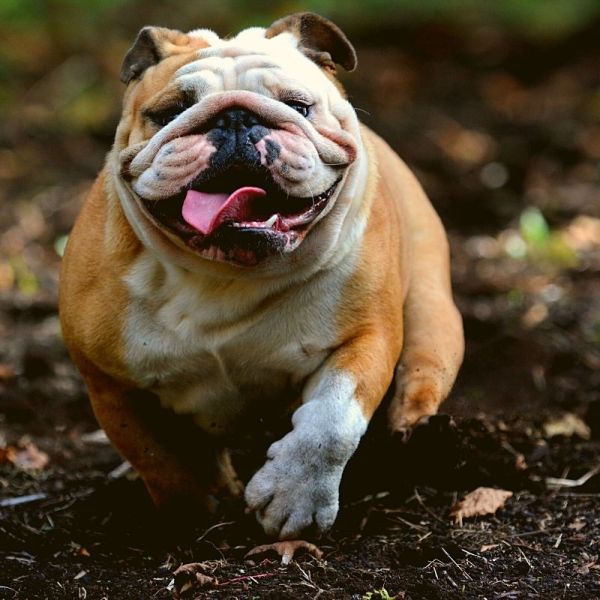 bulldog ingles - bulldogtribe bulldog ingles - bulldogtribe