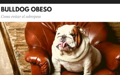 Bulldog Ingles 27 Bulldog obeso: cómo controlar su peso y ayudarle a adelgazar