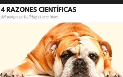 Bulldog Ingles 55 4 Razones científicas por las que tu Bulldog sigue siendo un carnívoro