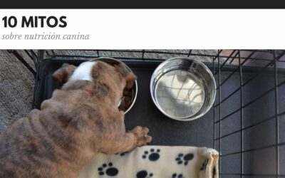 Bulldog Ingles 52 10 Mitos sobre nutrición canina