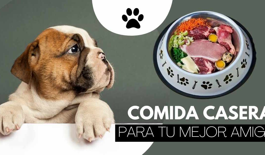 Comida casera para Bulldog Inglés