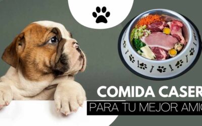 Bulldog Ingles 48 Comida casera para Bulldog Inglés