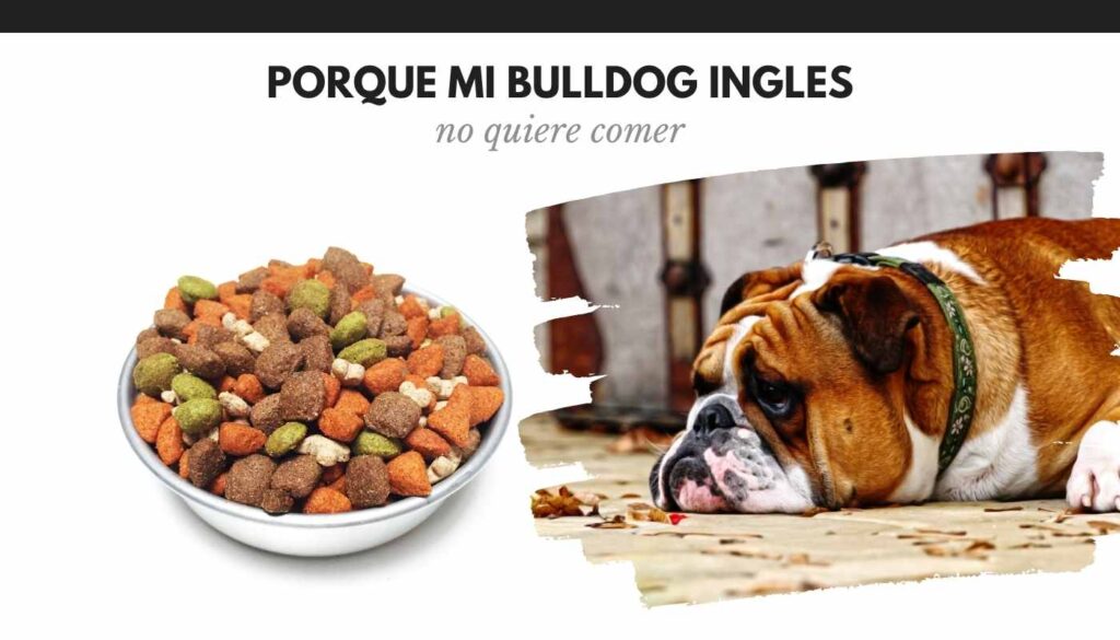Mi bulldog ingles no quiere comer