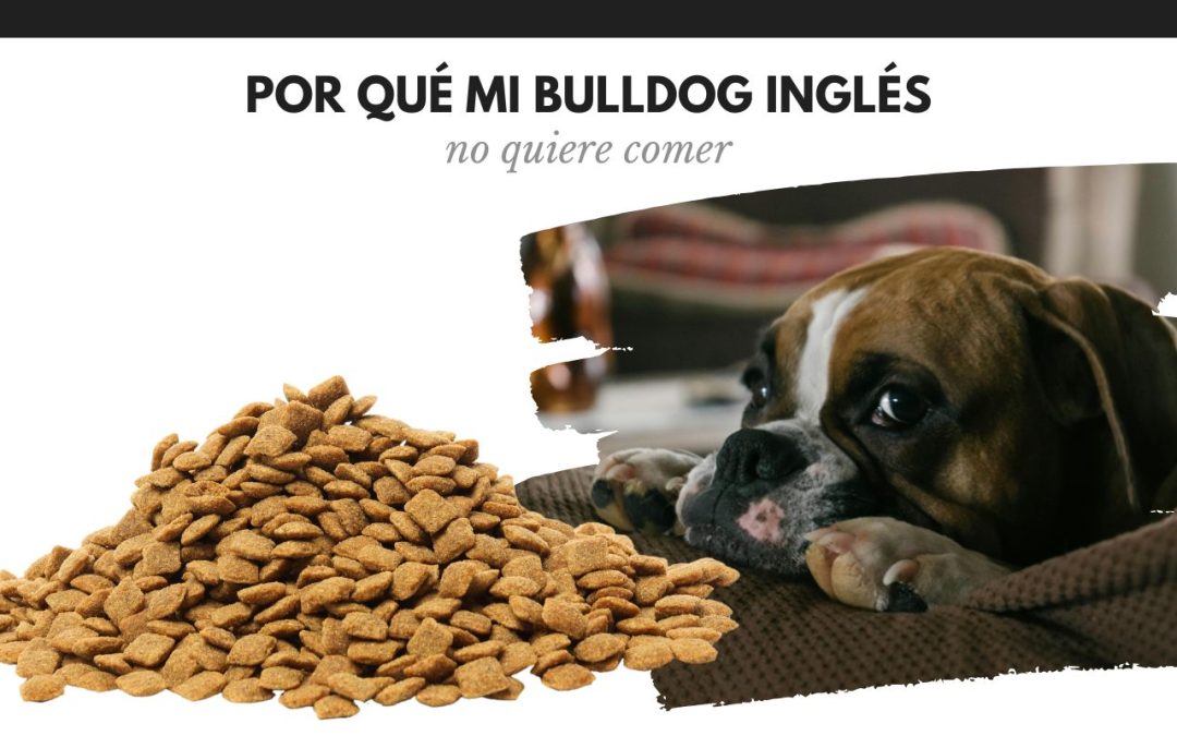 Por qué mi Bulldog no quiere comer