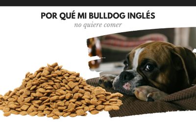 Bulldog Ingles 53 ¿Por qué mi Bulldog no quiere comer?