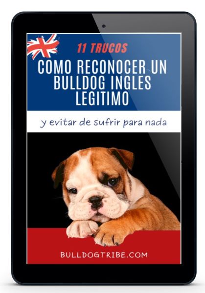 Como reconocer un bulldog ingles legitimo eBook