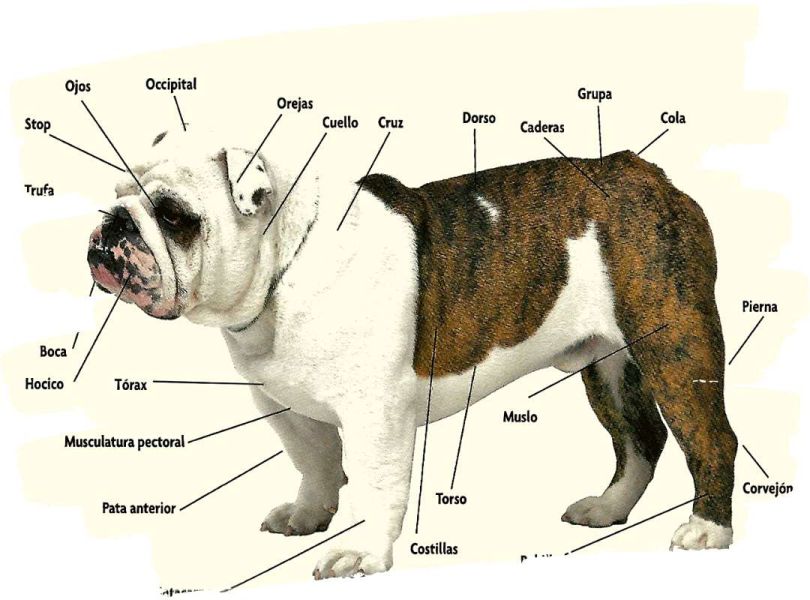 Estándar Bulldog Estándar Bulldog
