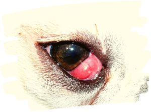 cherry eye bulldog inglés