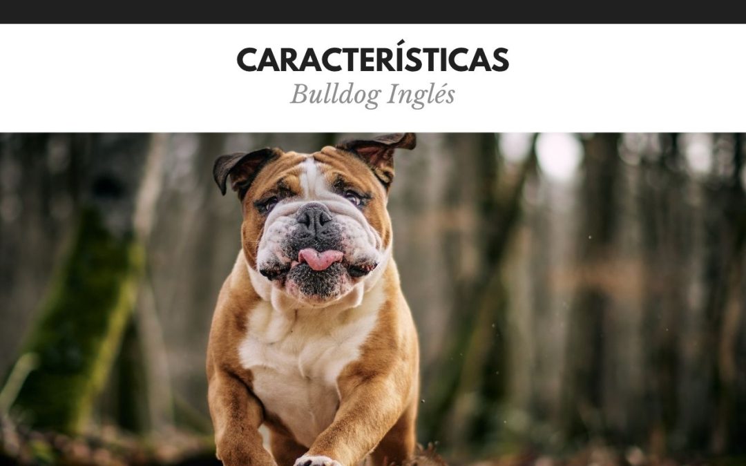 Carácteristicas Bulldog Ingles