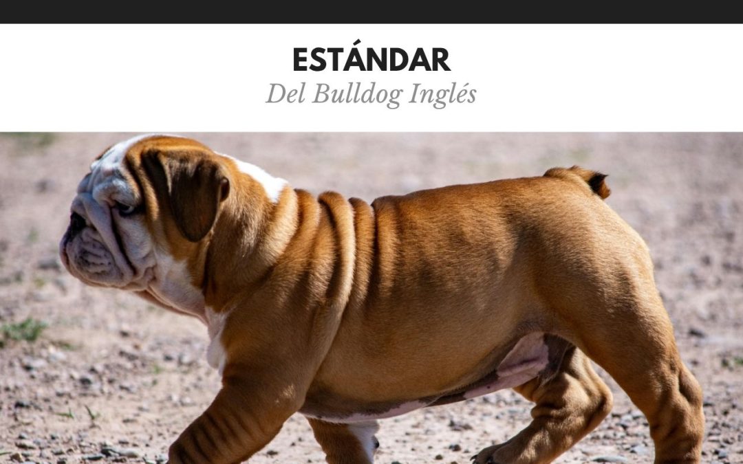 Estándar Bulldog Ingles