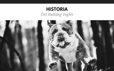 Bulldog Ingles 5 Historia Bulldog Inglés