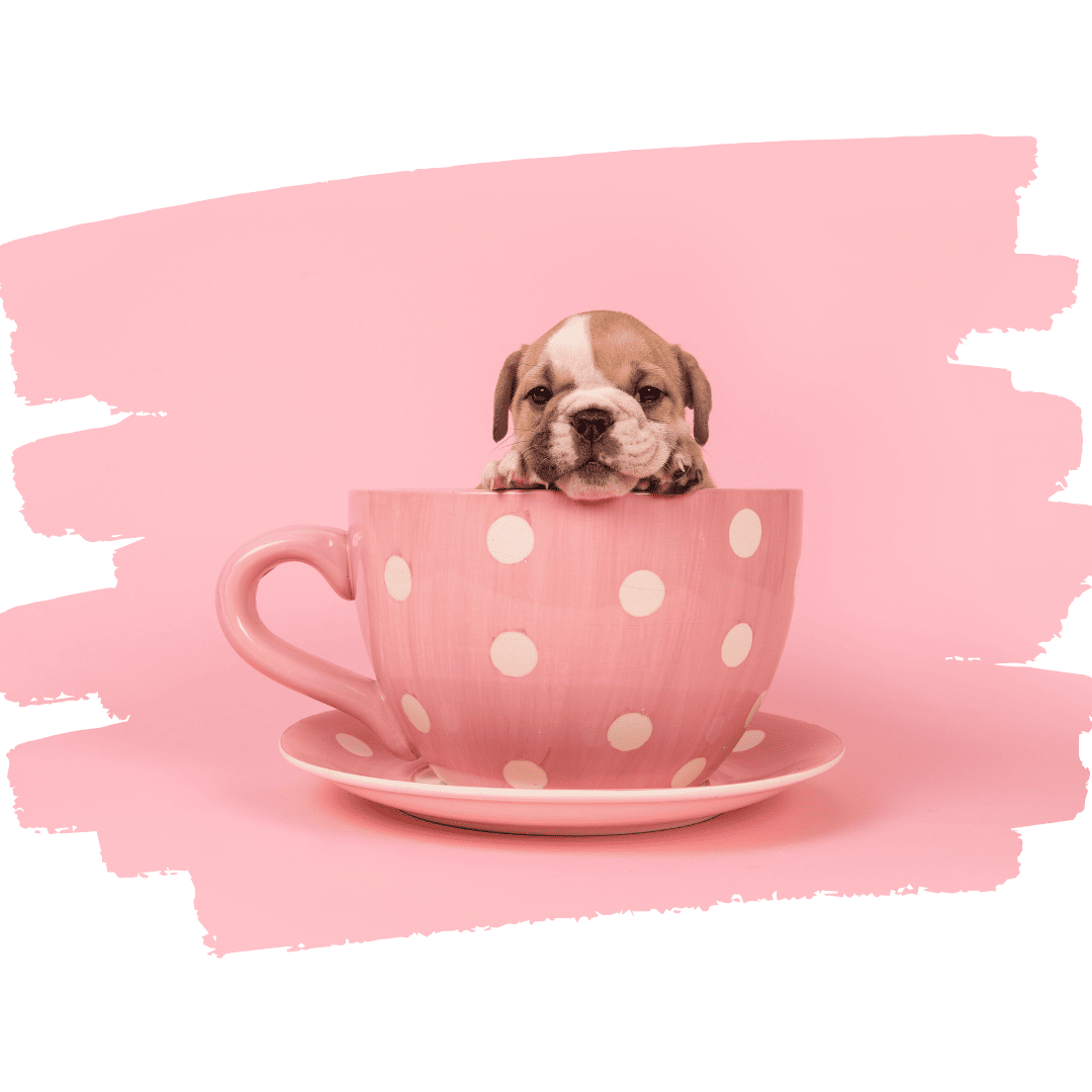 BULLDOG INGLÉS ALIMENTACIÓN BULLDOG INGLÉS ALIMENTACIÓN