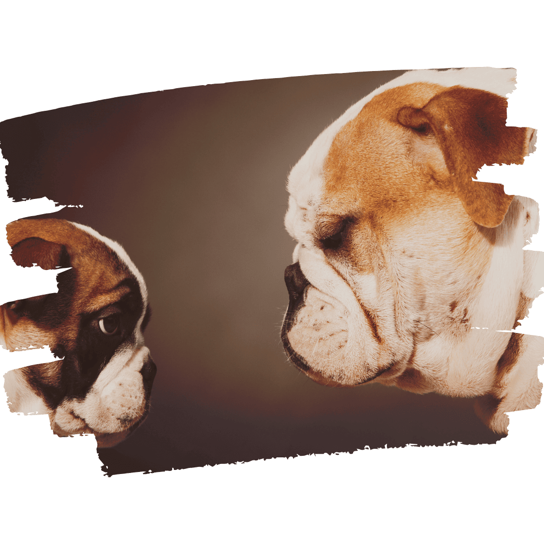 BULLDOG INGLÉS EDUCACIÓN BULLDOG INGLÉS EDUCACIÓN