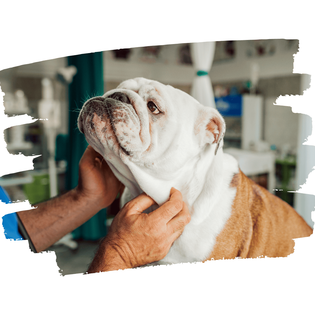 BULLDOG VETERINARIO BULLDOG VETERINARIO