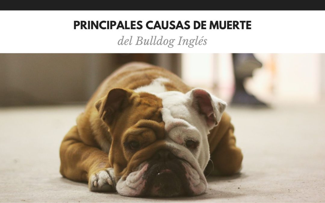 CAUSAS DE MUERTE DEL BULLDOG INGLÉS