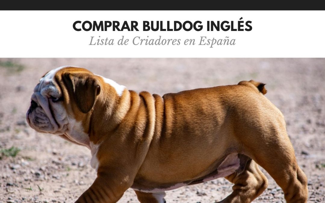 COMPRAR BULLDOG INGLÉS