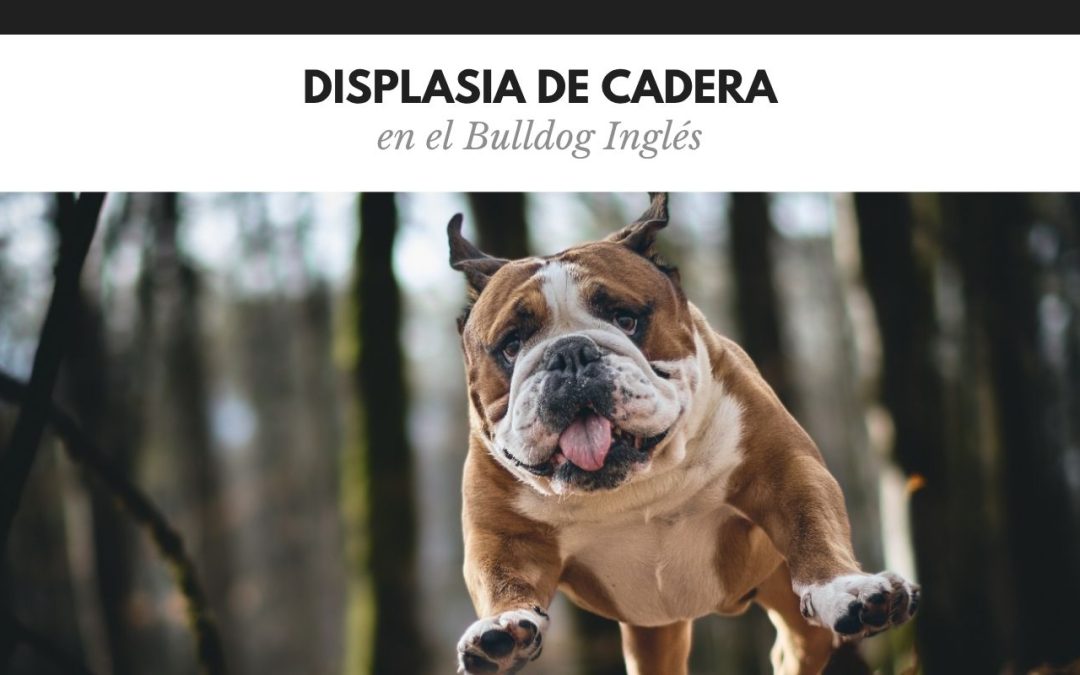 Displasia de cadera en bulldog inglés