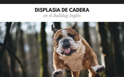 Bulldog Ingles 17 Displasia de cadera en bulldog inglés: causas, síntomas y tratamiento