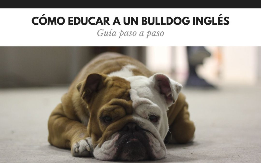 Educar a un bulldog inglés