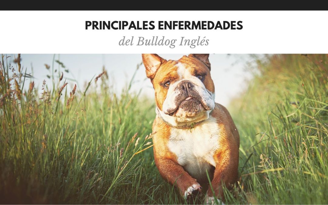 Enfermedades del Bulldog Inglés
