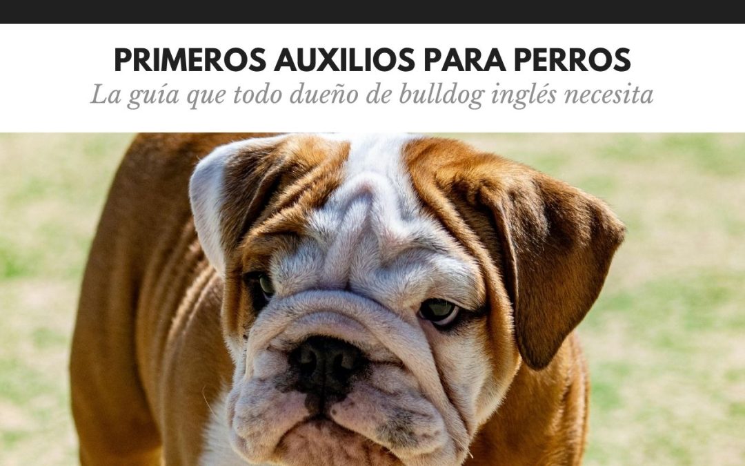 Primeros auxilios para perros: la guía que todo dueño de bulldog inglés necesita