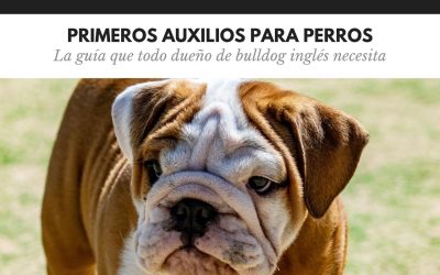 Bulldog Ingles 20 Primeros auxilios para perros: la guía que todo dueño de bulldog inglés necesita