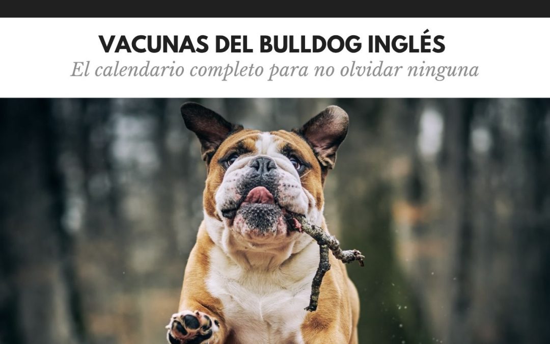 Vacunas del bulldog inglés: el calendario completo para no olvidar ninguna