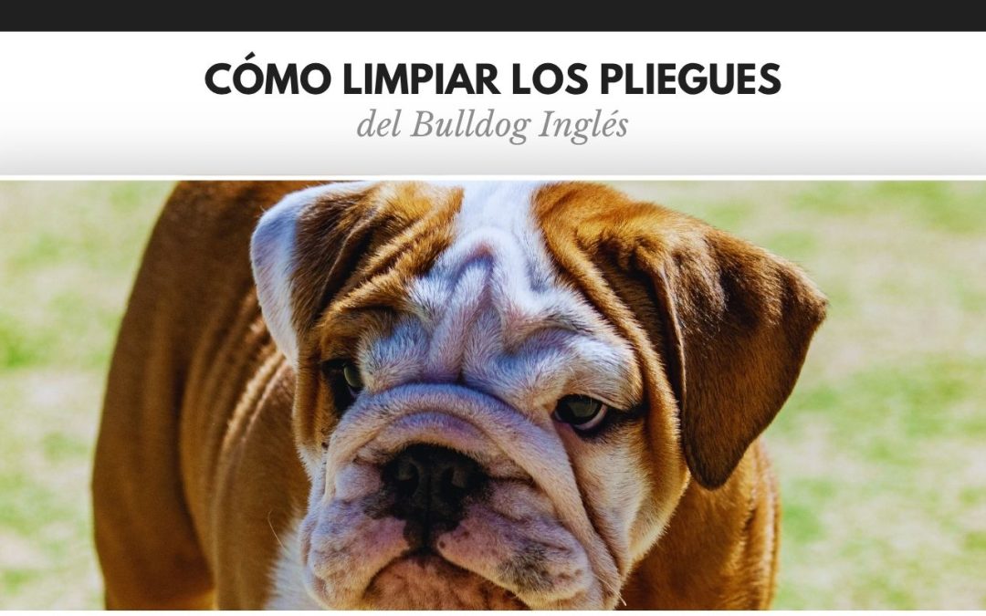 Cómo limpiar los pliegues del Bulldog Inglés