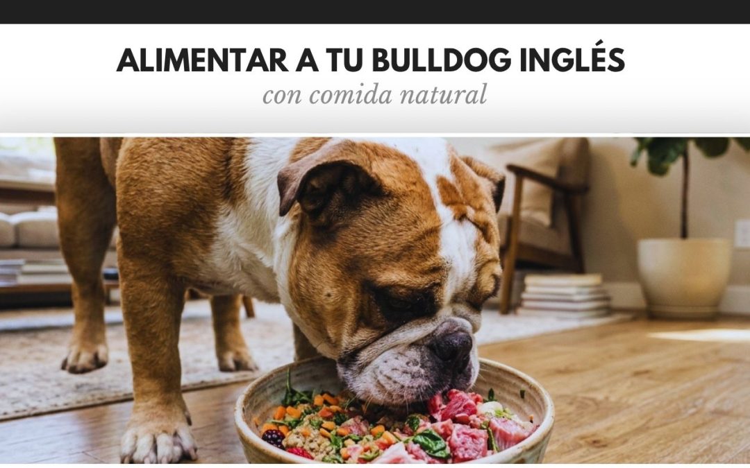 alimentar a tu Bulldog Inglés con comida natural